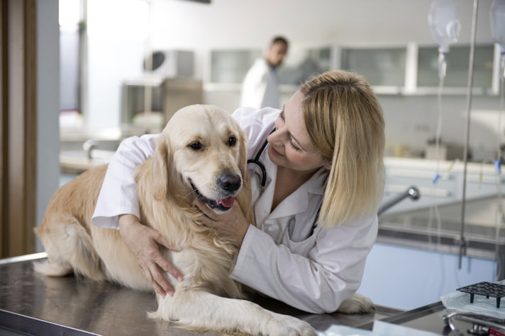 Six Myths About Insurance For Your Pet