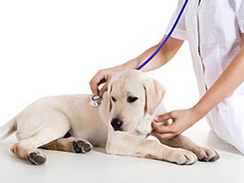 Locating the Perfect Veterinary Services