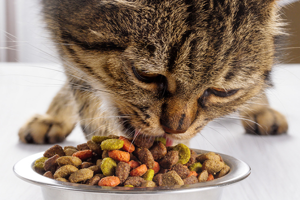 The significance of Food for your Cat
