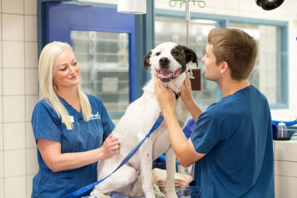 Methods to Save Your Valuable Money From Vets and Pet Care