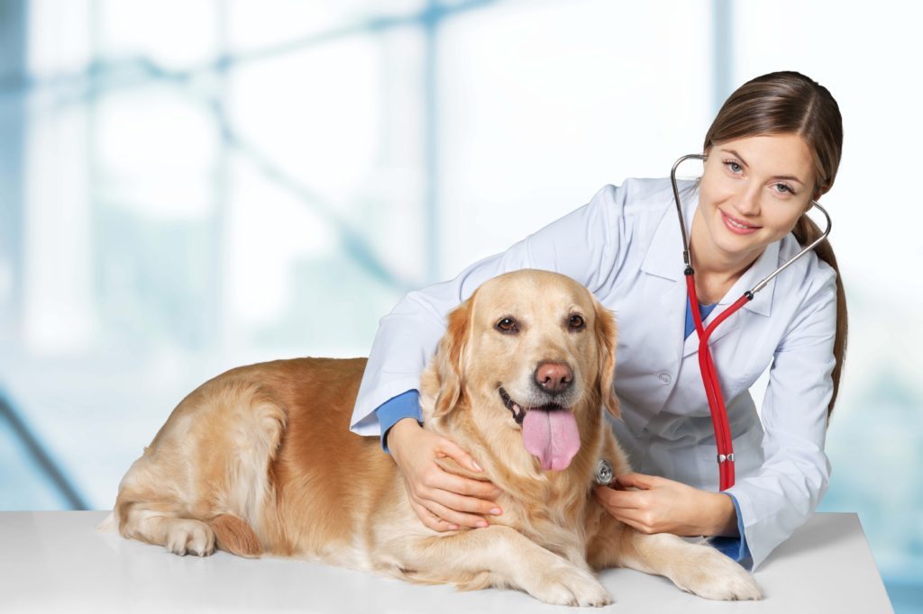 How to pick the very best Vet For The Pet