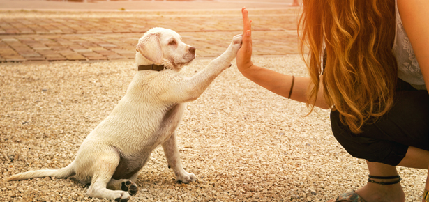 5 Valuable Benefits Of Obedience Dog Training