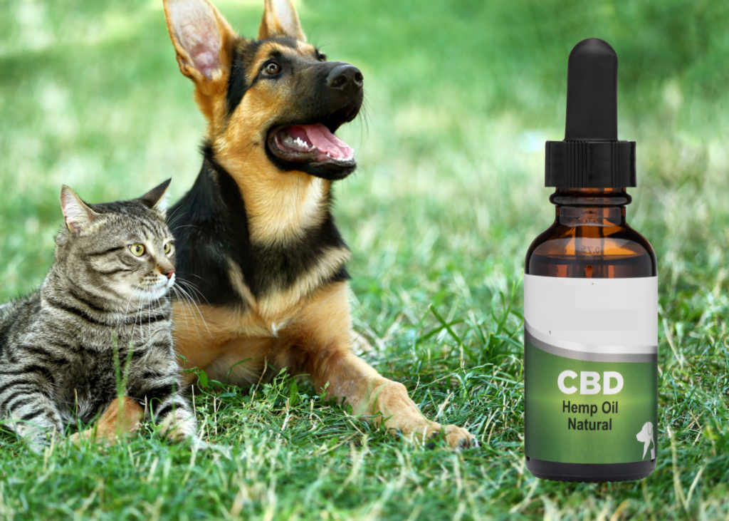 Saving Grace CBD Oil for Dogs and Cats: Does It Work?