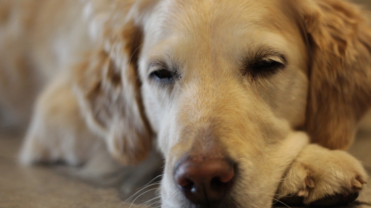 What Are the Signs to Put Your Dog to Sleep?