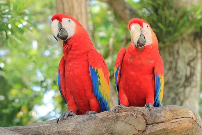 Do you know that parrots can eat bananas?