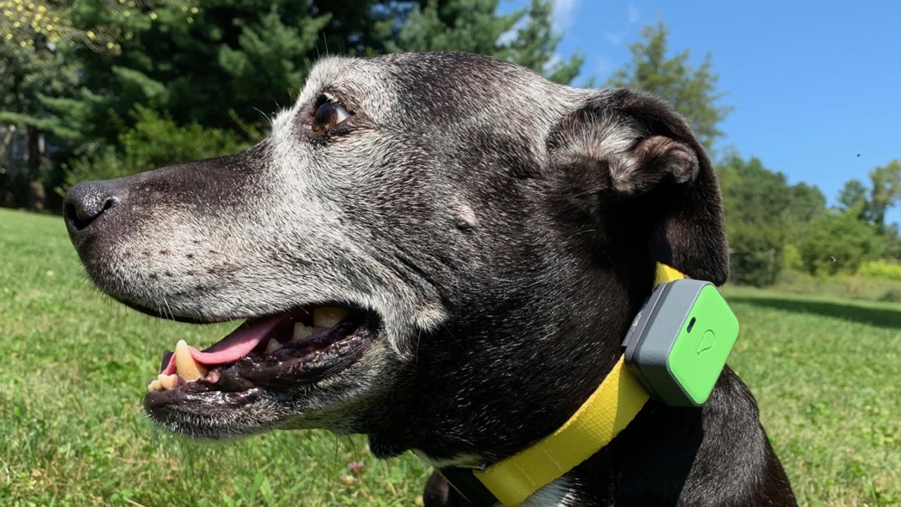 Cheap Dog Collars: Budget-Friendly Options for Fashionable Pet Ownership